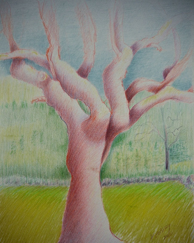 Backyard, Messas, France